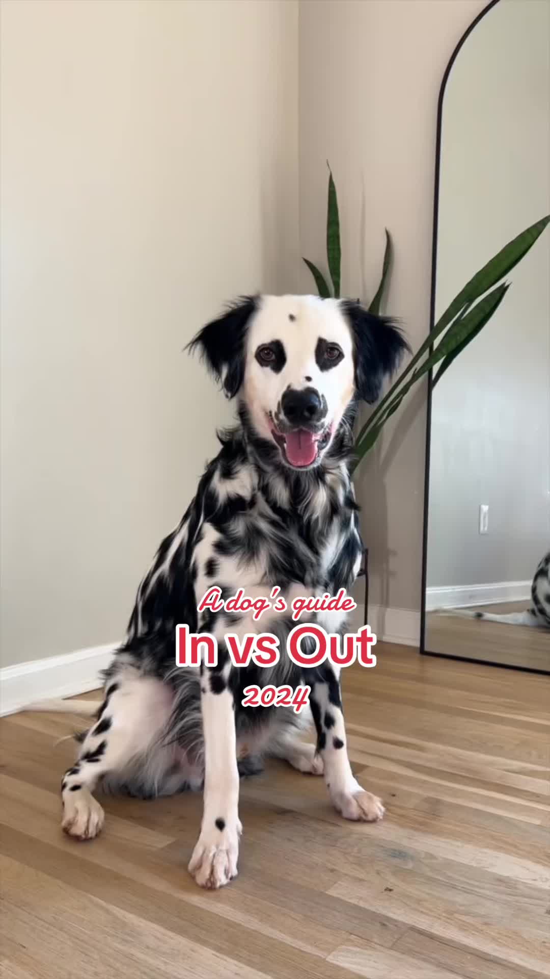 A dog's guide In vs Out 2024