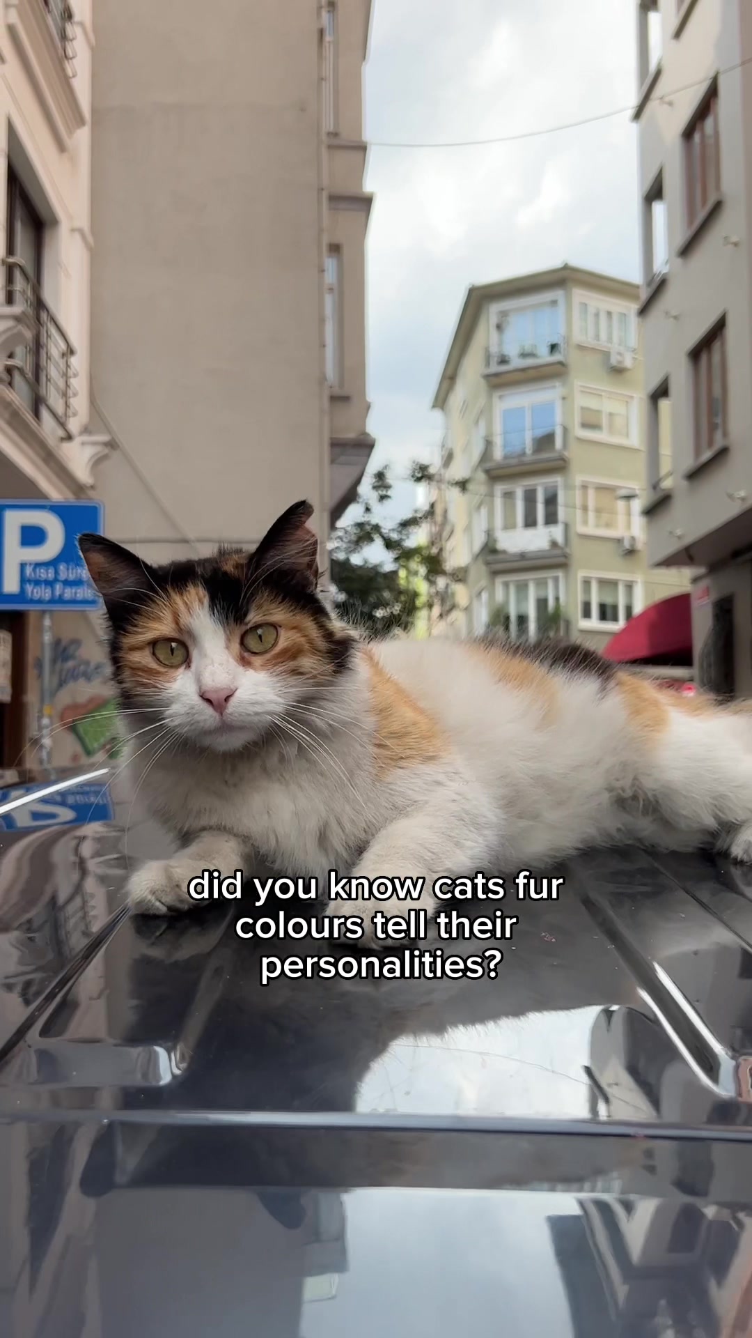 did you know cats fur colours tell their personalities?