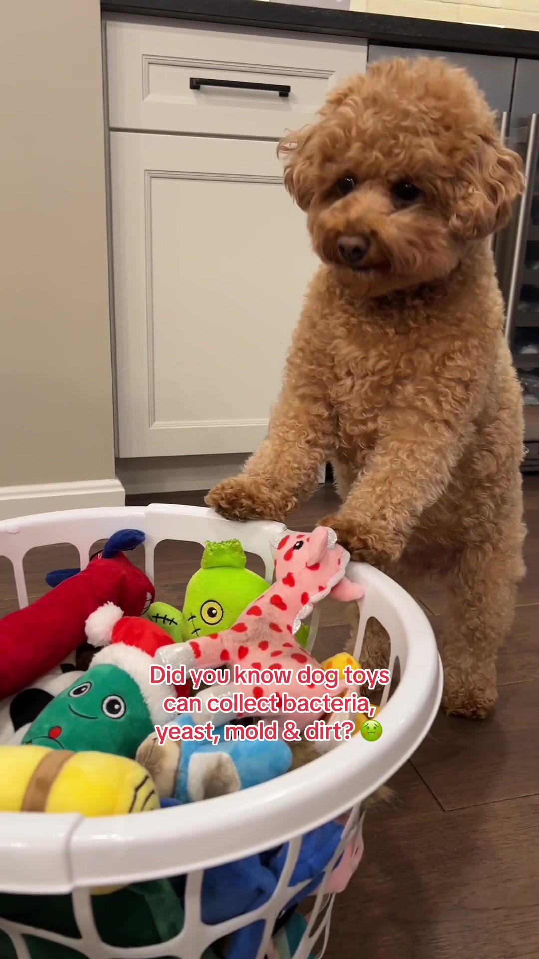 Did you know dog toys can collect bacteria, yeast, mold & dirt? 😖