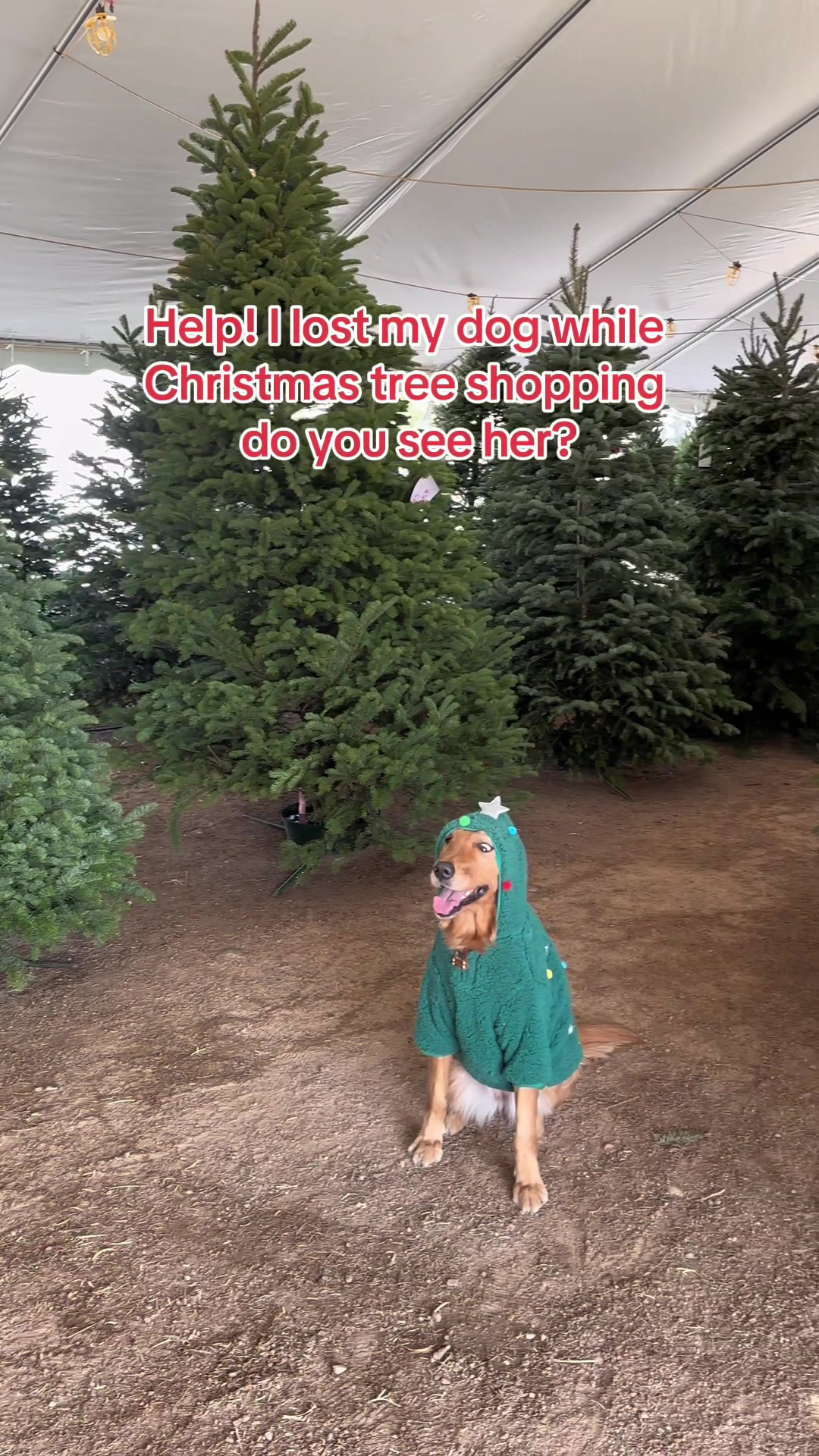 Help! I lost my dog while Christmas tree shopping do you see her?