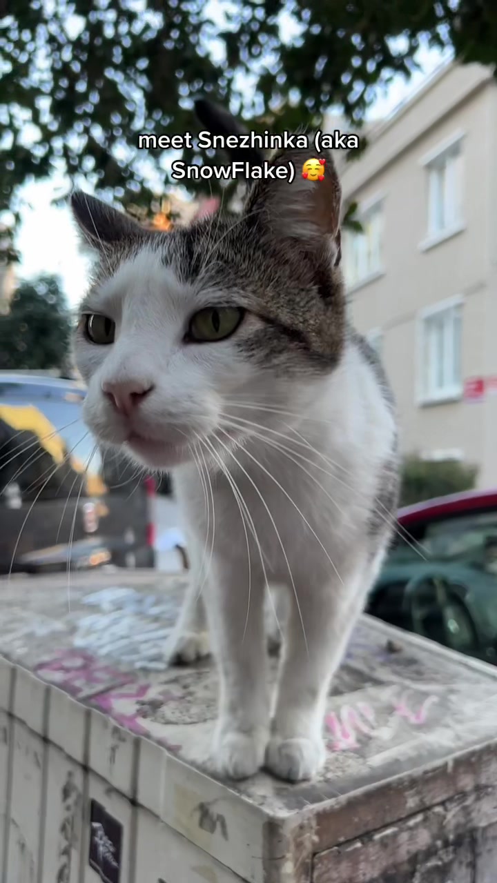 meet Snezhinka (aka SnowFlake) 😻