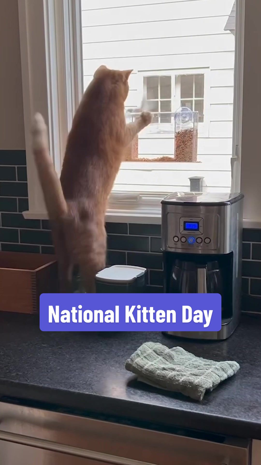 National Kitten Day