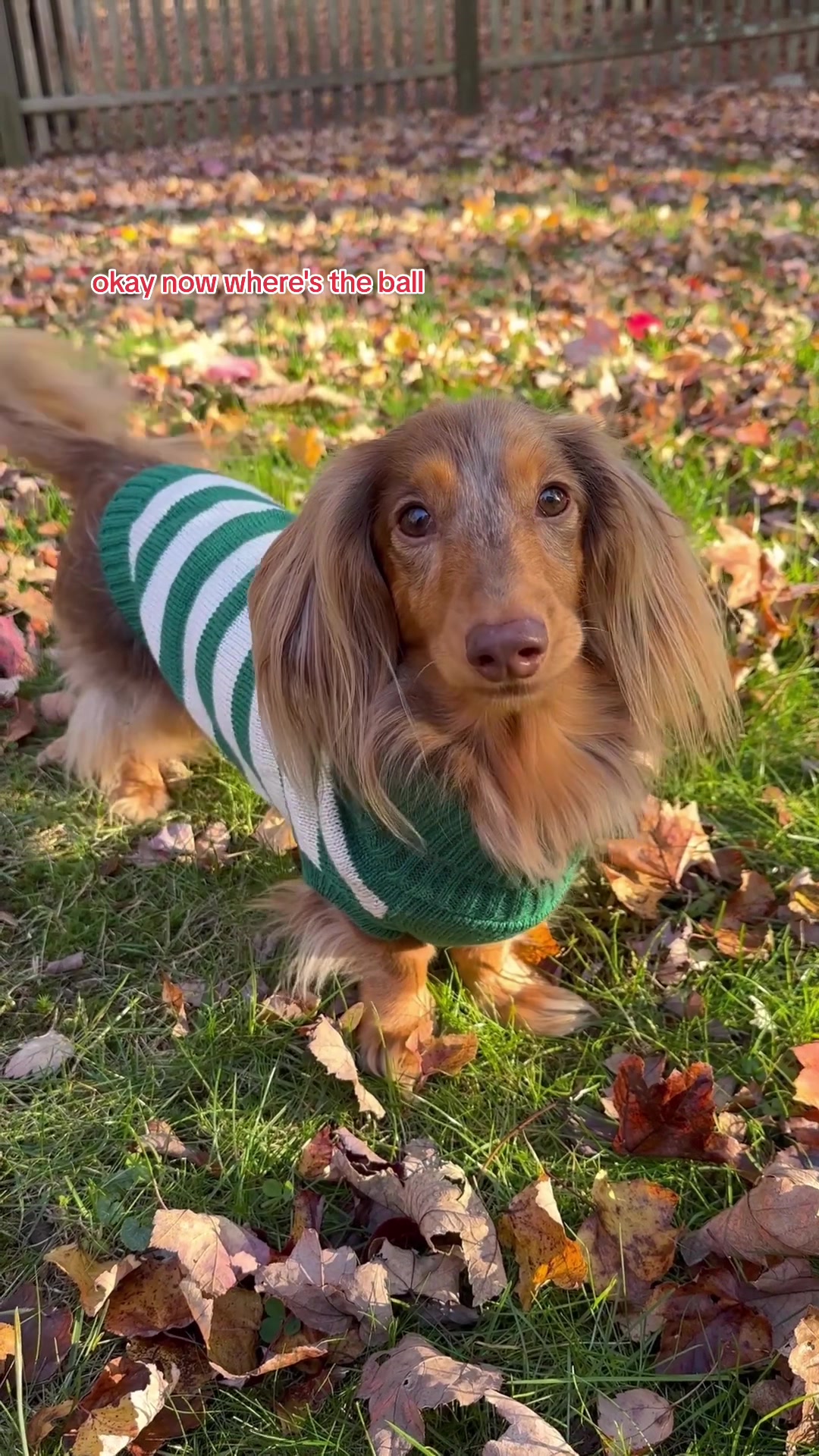 okay now where's the ball