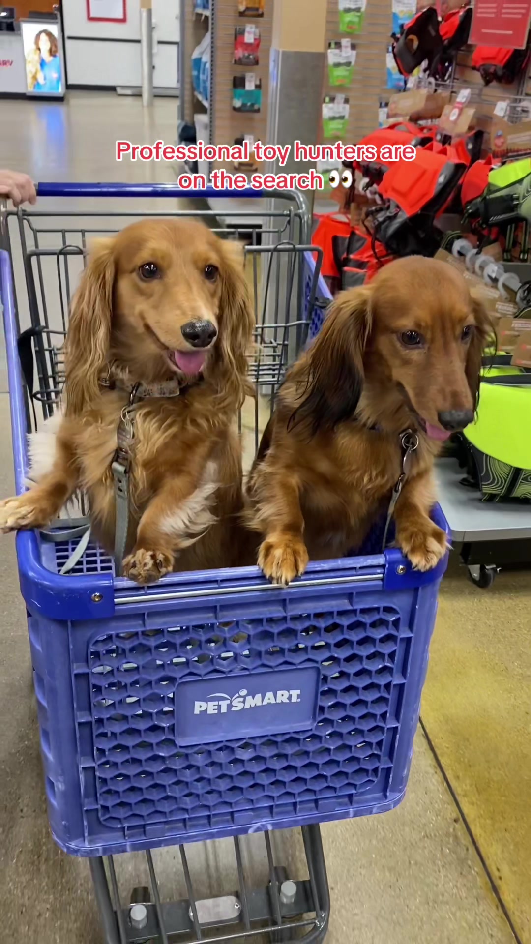 Professional toy hunters are on the search 👀