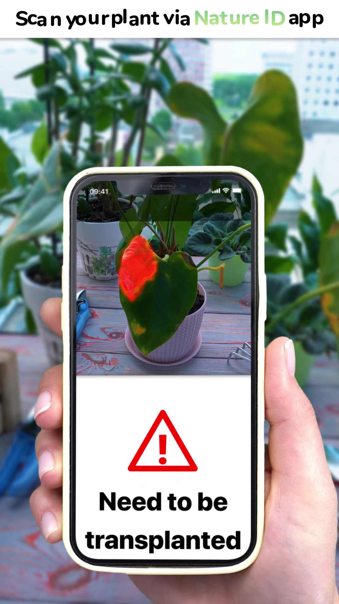Scan your plant via Nature ID app  Need to be transplanted