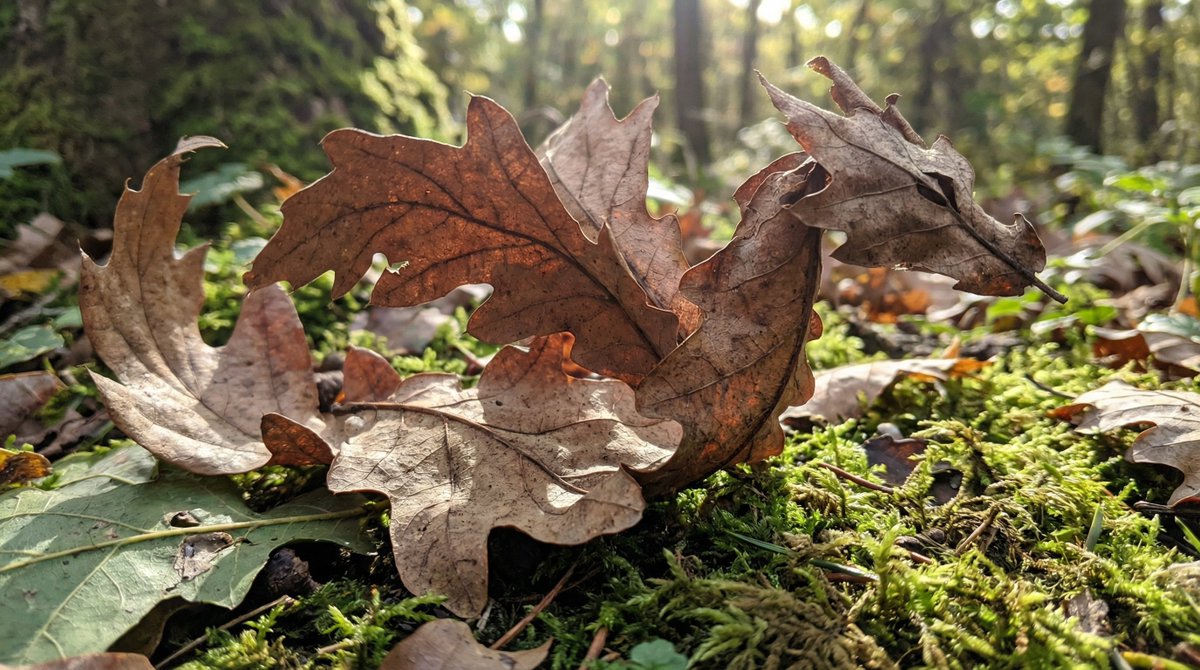 Leaf Dragon Art on Forest Floor: Autumn Nature Photography