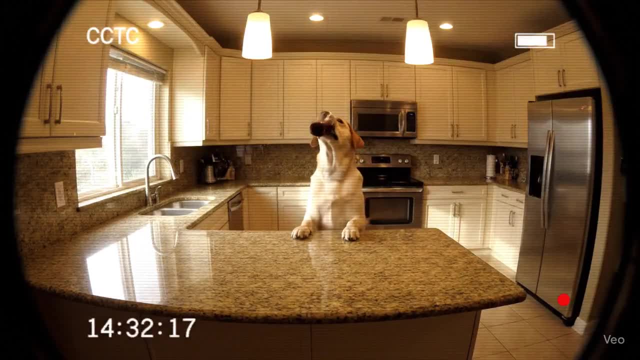 A Lab's Secret Soda Steal in a Modern Kitchen