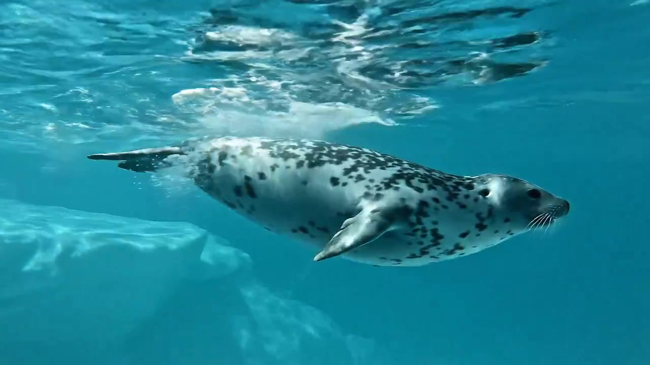Beneath the Ice: The Leopard Seal's Silent Dance