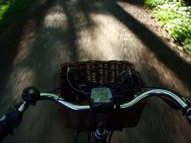 Cinematic Bicycle Ride Through a Golden Hour Forest