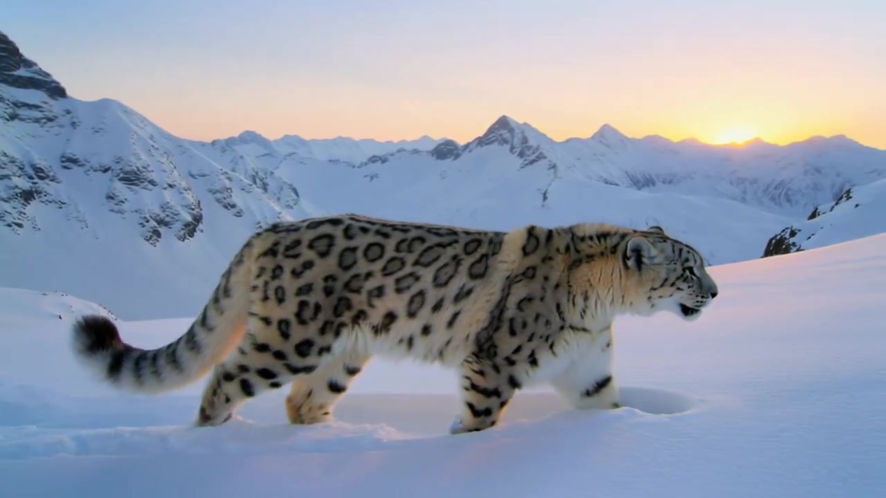 Cinematic Snow Leopard: Majesty in Motion