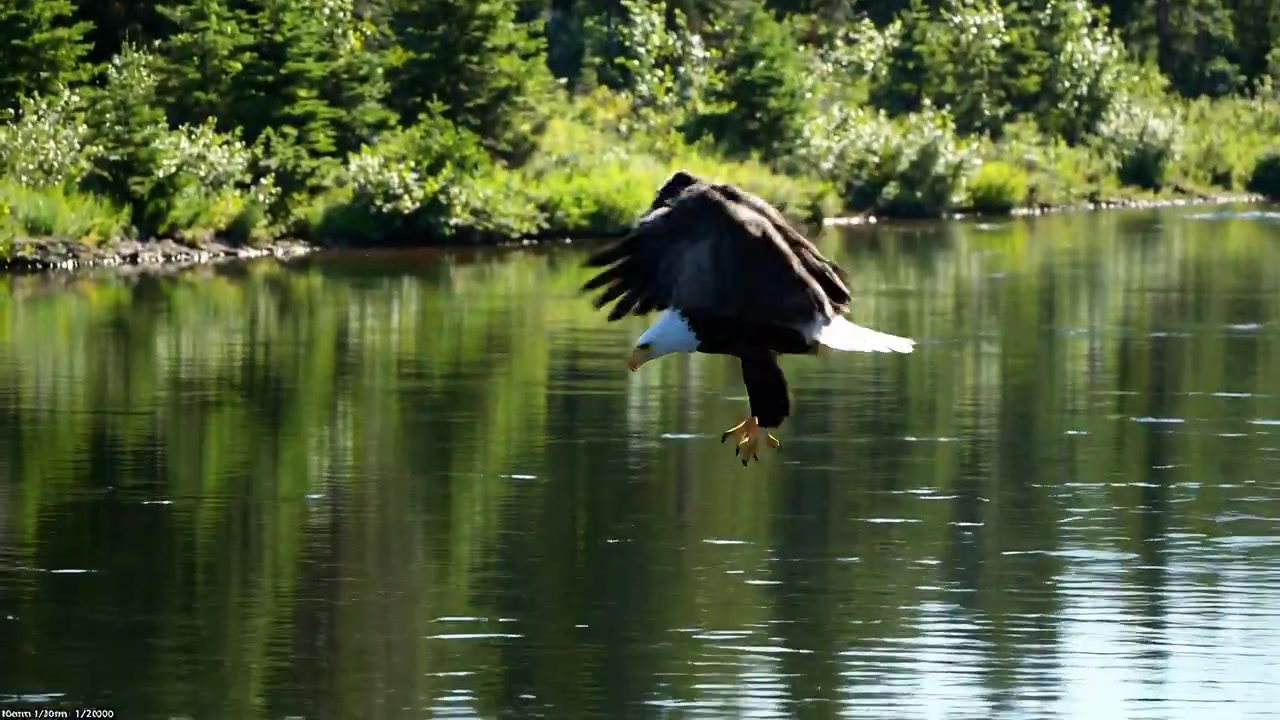 Eagle's Precision: A Dance with Nature's Salmon