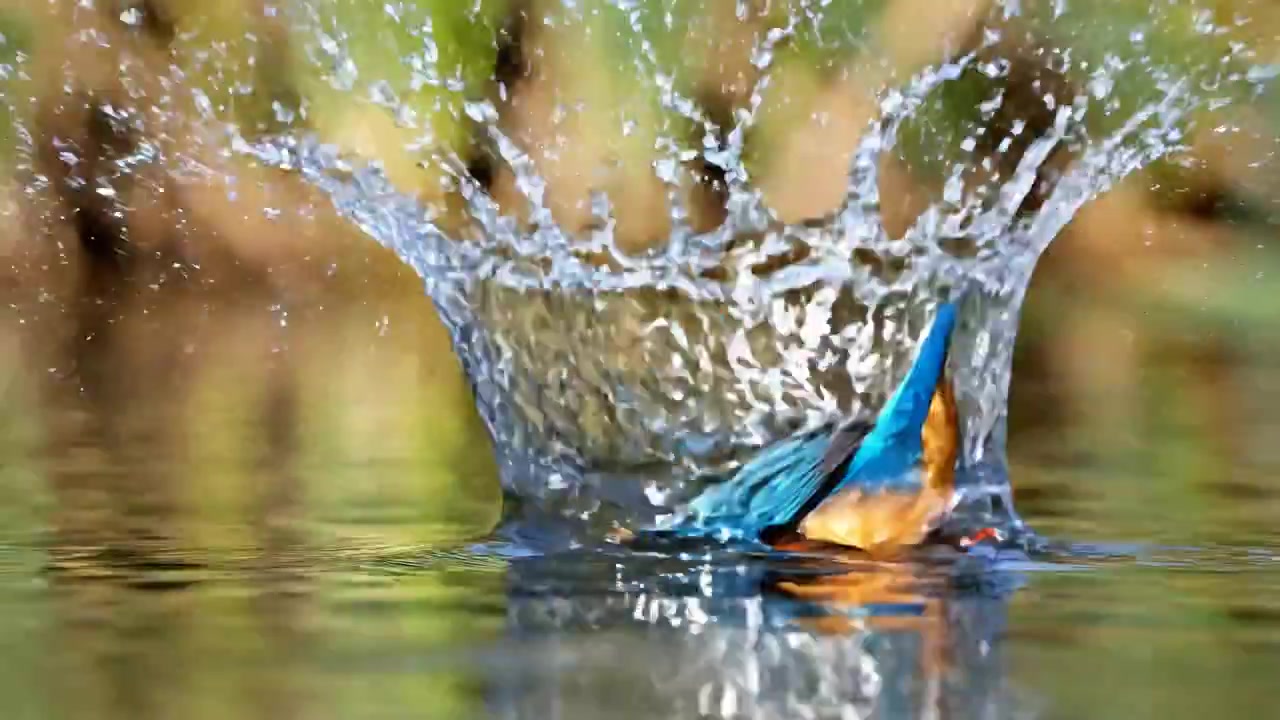 Electric Blue Elegance: A Kingfisher's Moment