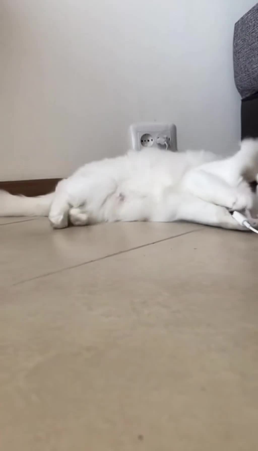 From Cuddles to Chaos: The Shocking Cat Encounter