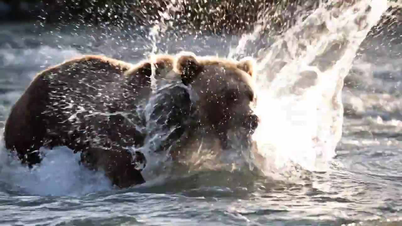 Frozen Moments: The Grizzly's Grasp