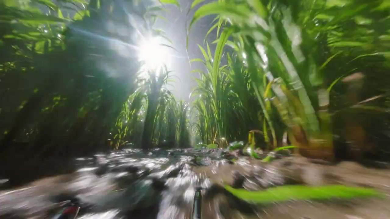 Insect-Level FPV Flight Through a Rainforest