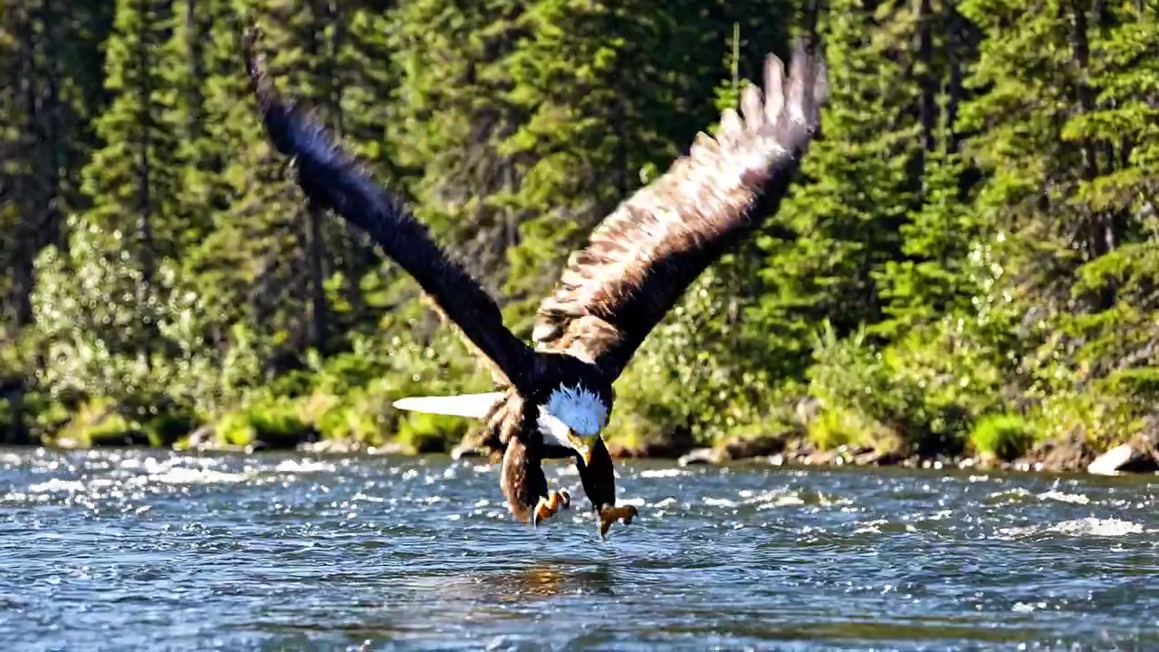 Majestic Eagle’s Precision Strike on a Salmon-Rich River