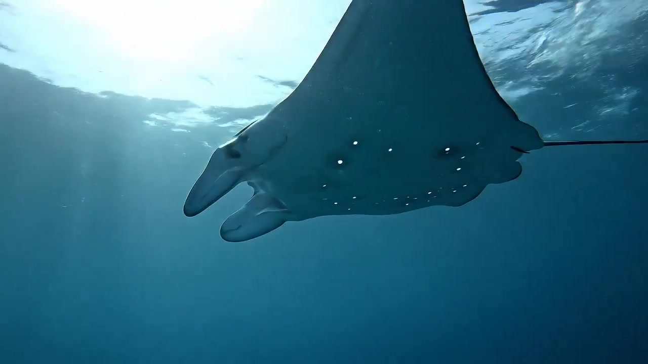 Manta Ray Ballet: A Mesmerizing Underwater Performance