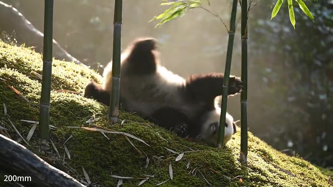 Panda Playtime: A Journey Through Mist and Bamboo