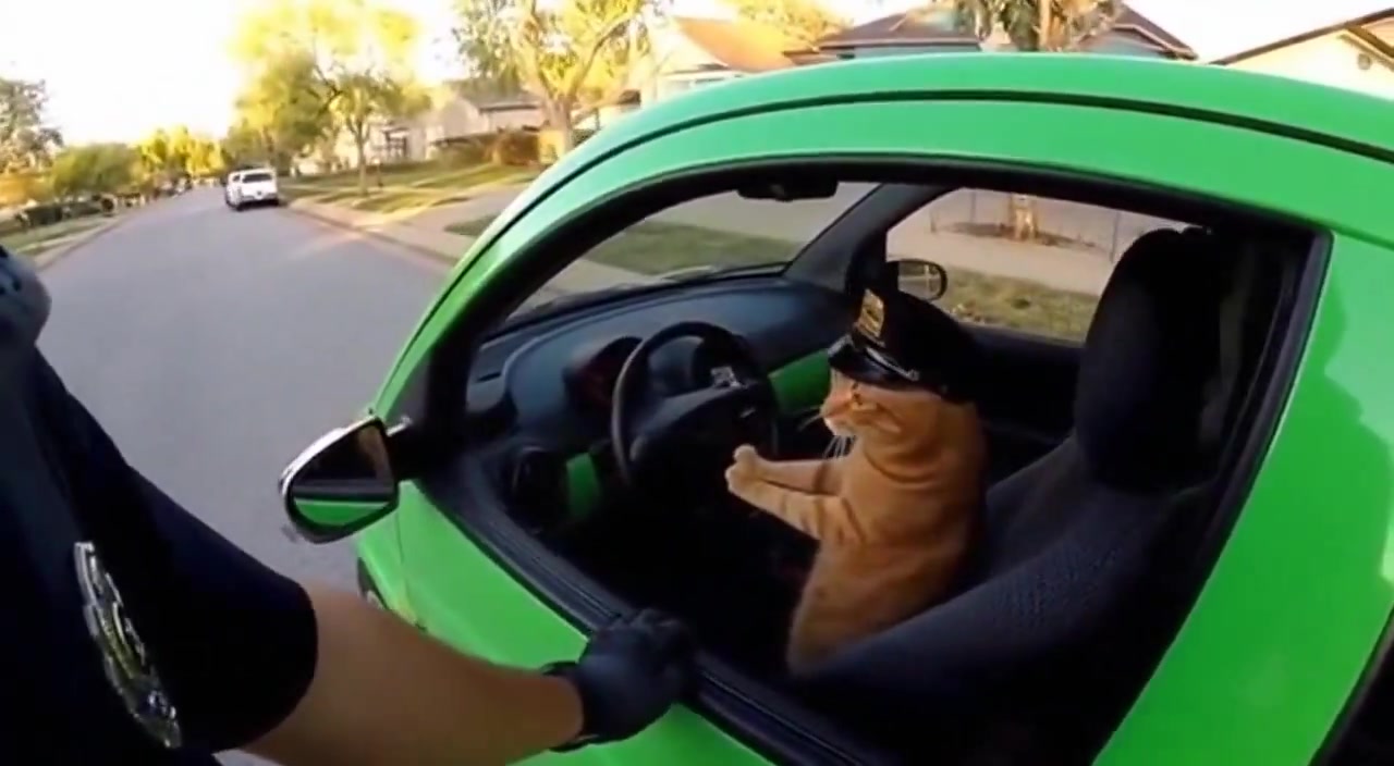 Paws on the Wheel: A Feline Traffic Stop Like No Other