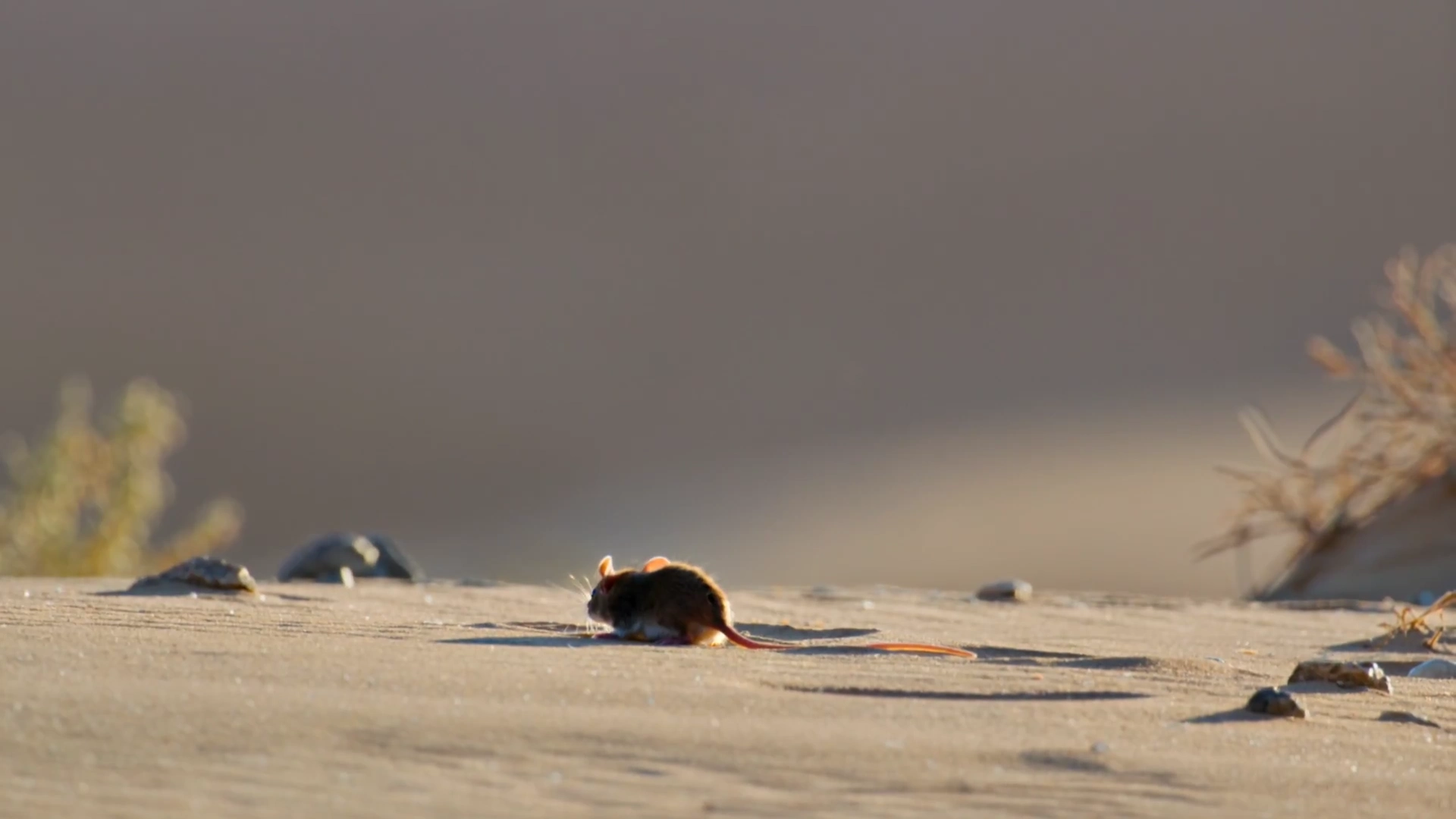 Peregrine Falcon's Gripping Hunt in Slow Motion