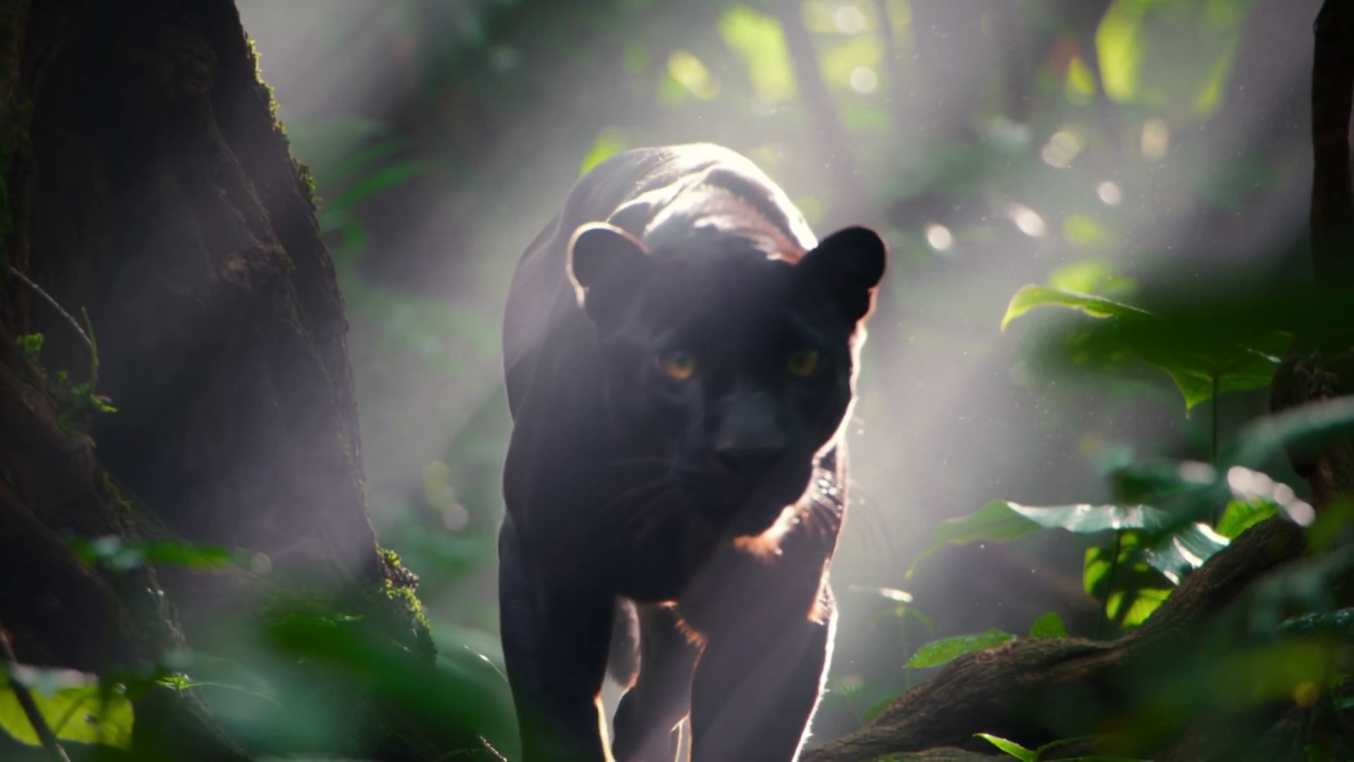 Silent Hunter of the Jungle: The Panther's Pursuit