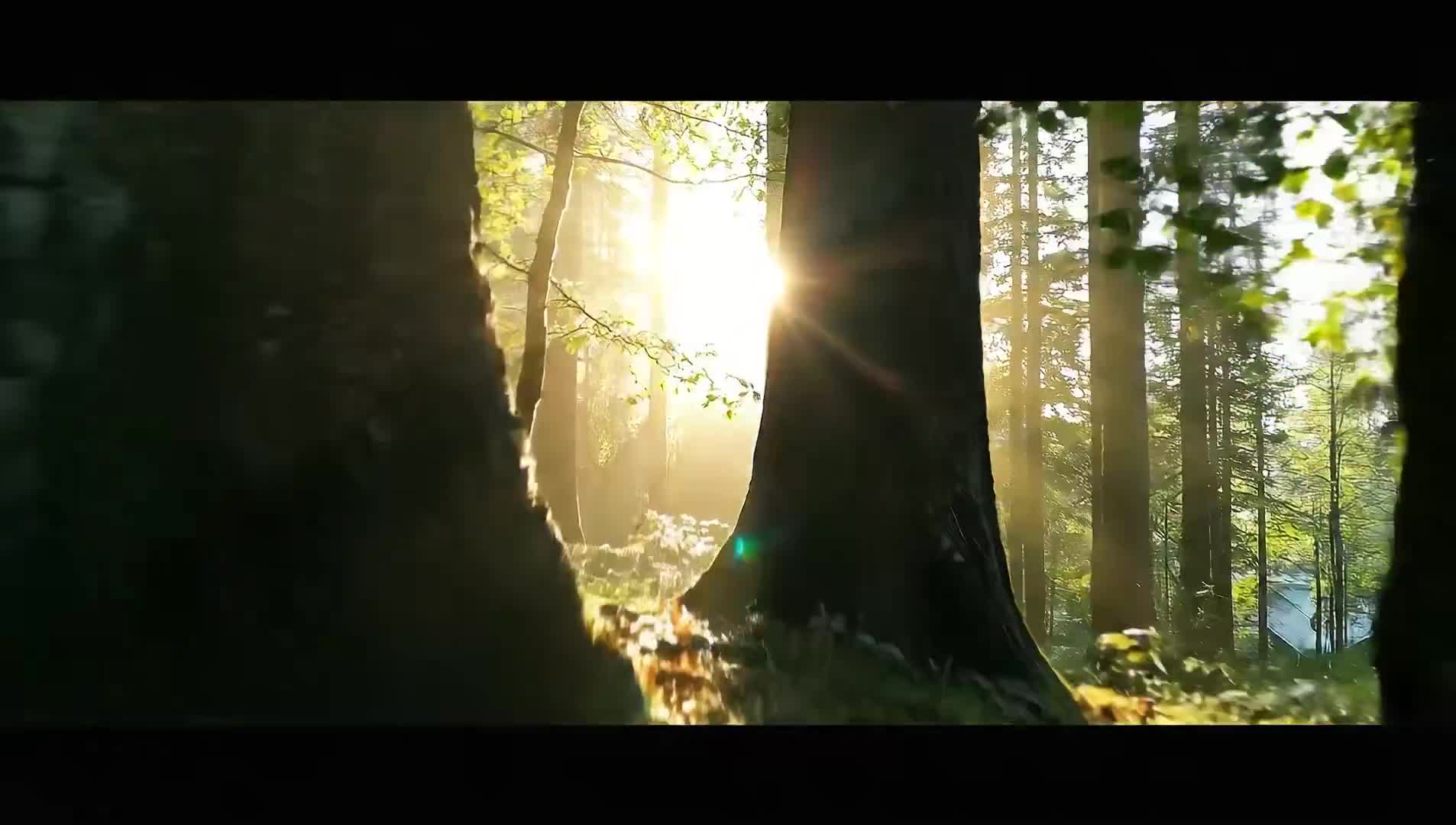 Whispers of the Ancient Forest: A Journey Skyward